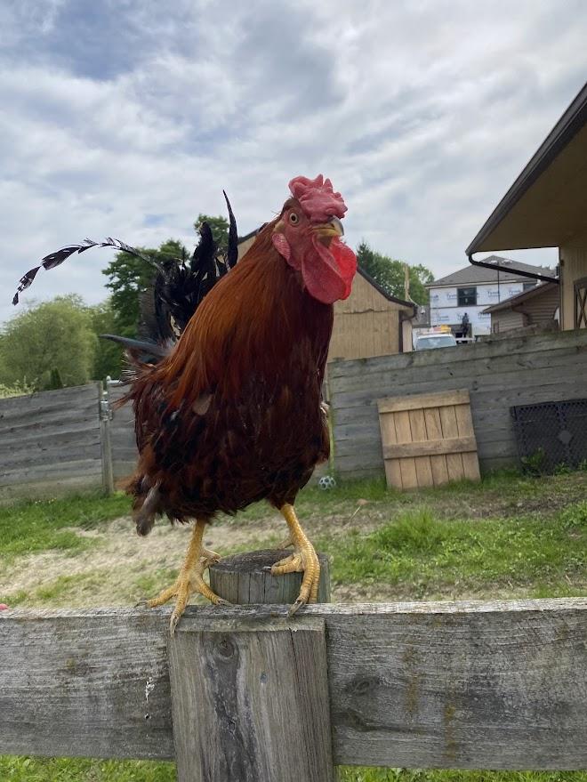 Midas, a Adoptable Chicken in Ravenna, OH image 2/3