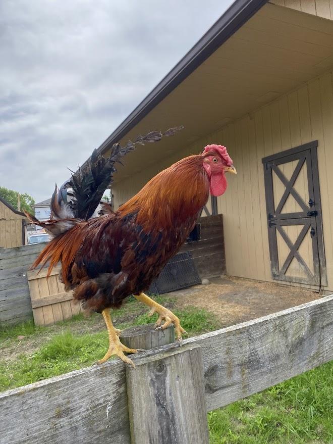 Midas, a Adoptable Chicken in Ravenna, OH image 3/3