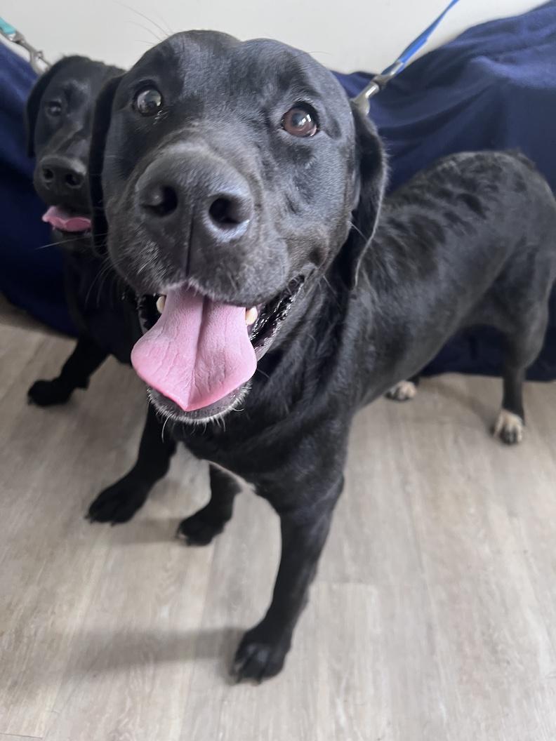 Manhattan-Not Accepting Applications Yet, a ADOPTABLE mixed breed in Medina, OH image 1/6