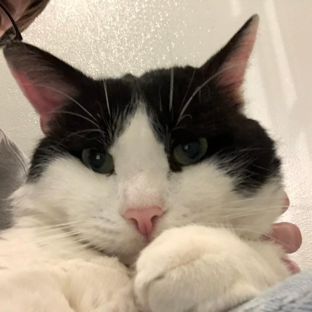 Enlarge Domino, a Adoptable Domestic Short Hair in Naugatuck, CT image 1/3