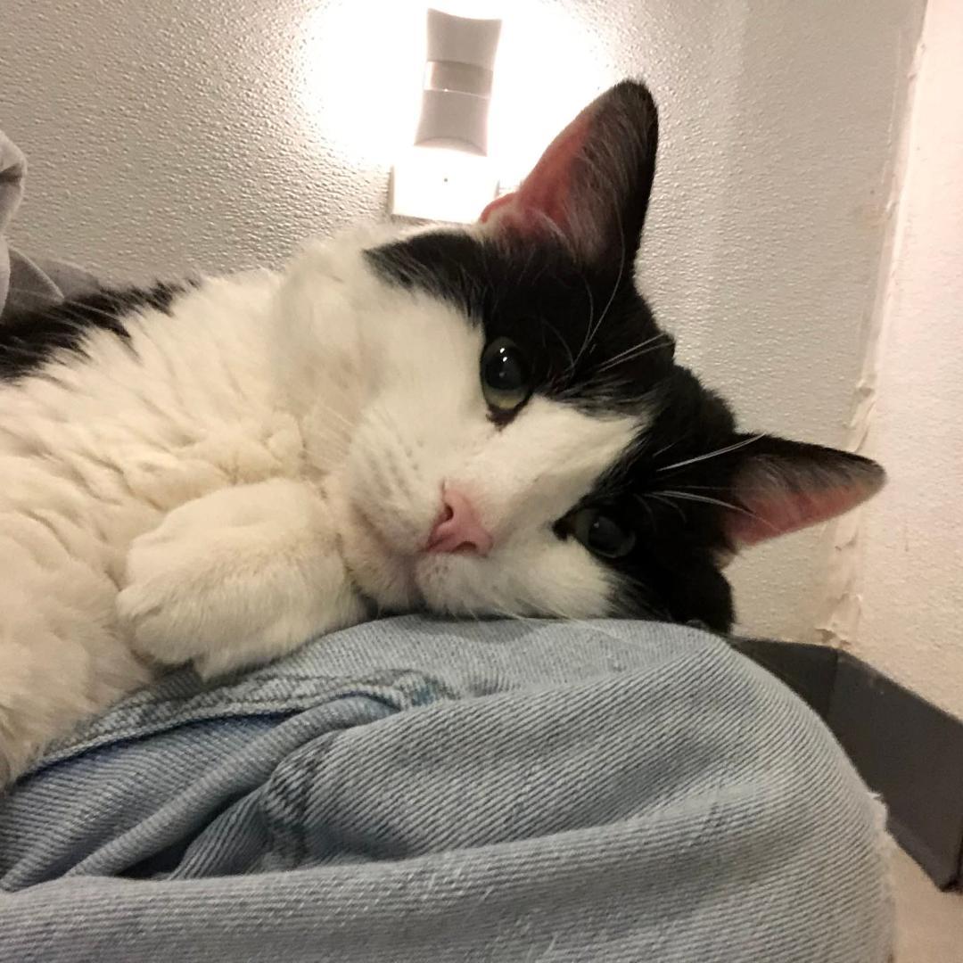 Enlarge Domino, a Adoptable Domestic Short Hair in Naugatuck, CT image 3/3