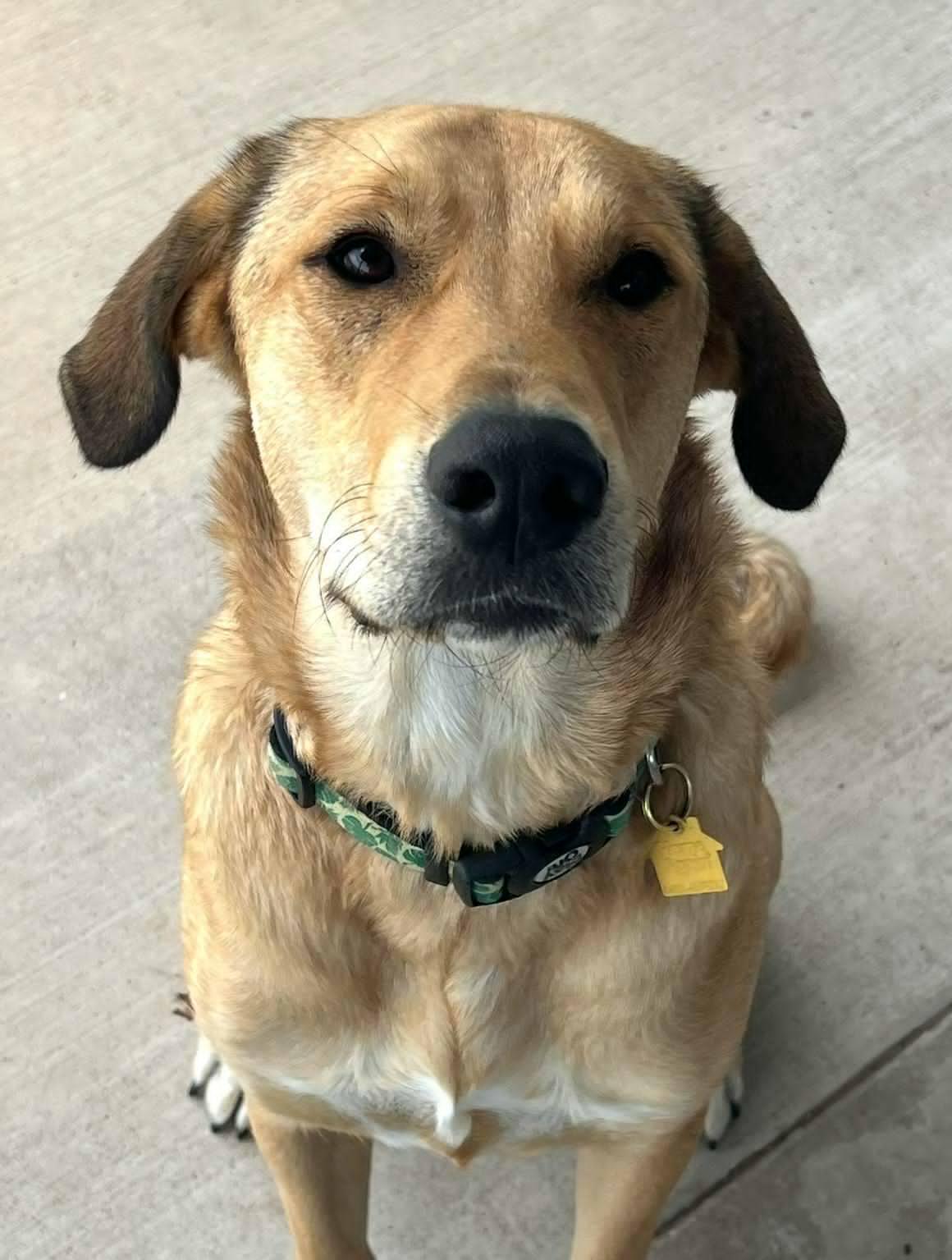 Tyler, a Adoptable mixed breed in Weatherford, TX image 3/5