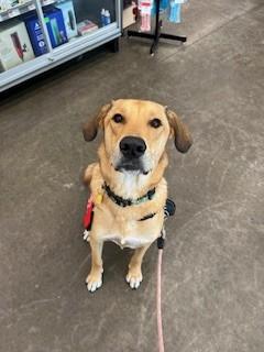 Tyler, a Adoptable mixed breed in Weatherford, TX image 1/5