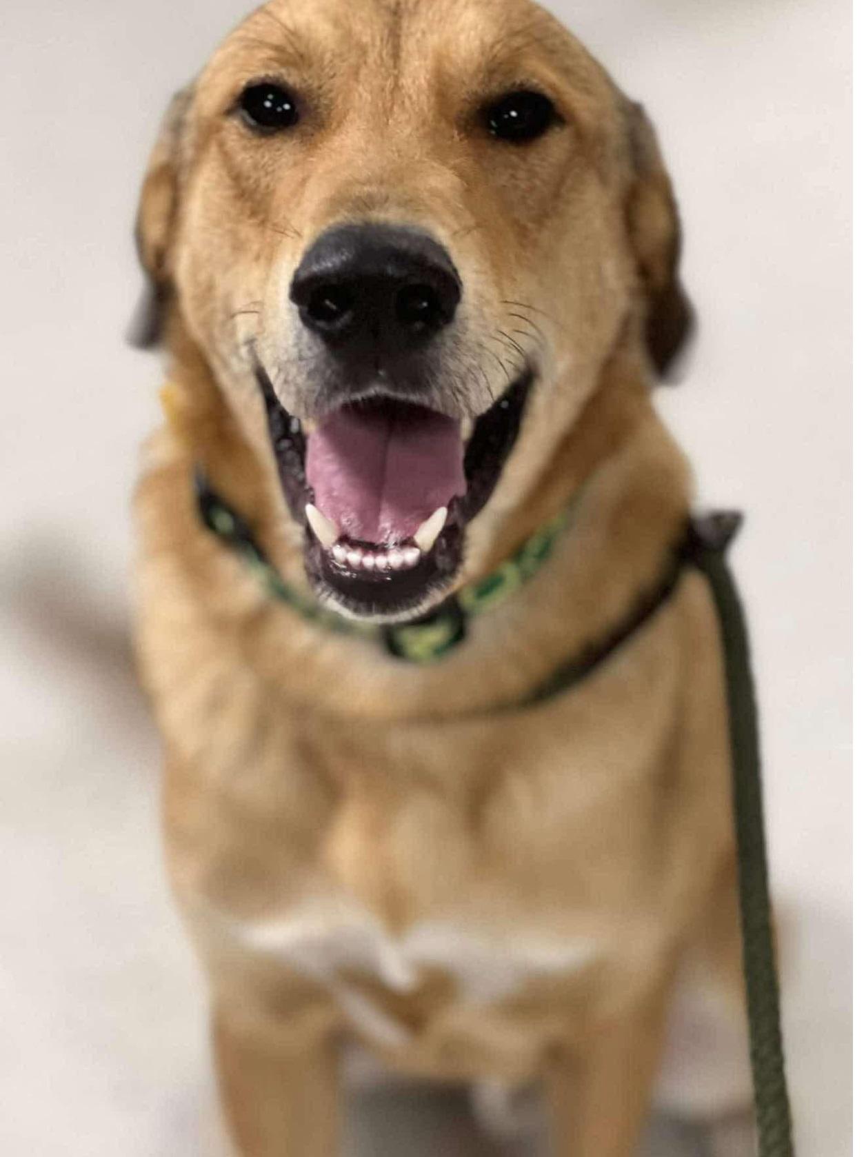 Tyler, a Adoptable mixed breed in Weatherford, TX image 4/5