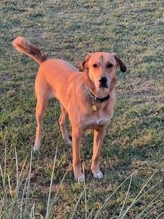 Tyler, a Adoptable mixed breed in Weatherford, TX image 2/5