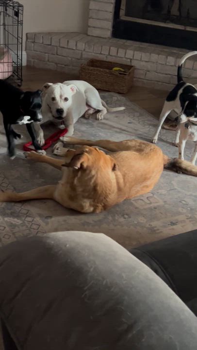 Enlarge Tyler, a Adoptable mixed breed in Weatherford, TX video 5/5