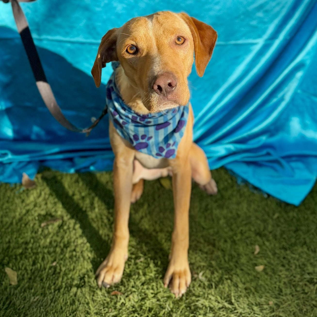 Enlarge MILES, an adopted mixed breed in Rowland Heights, CA image 2/6