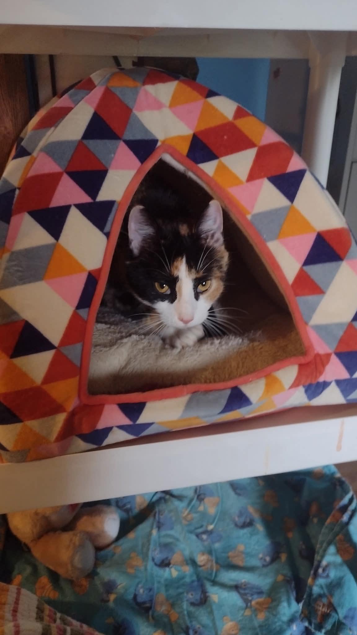 Enlarge Lily, a Adoptable mixed breed in Campbellsville, KY image 5/5