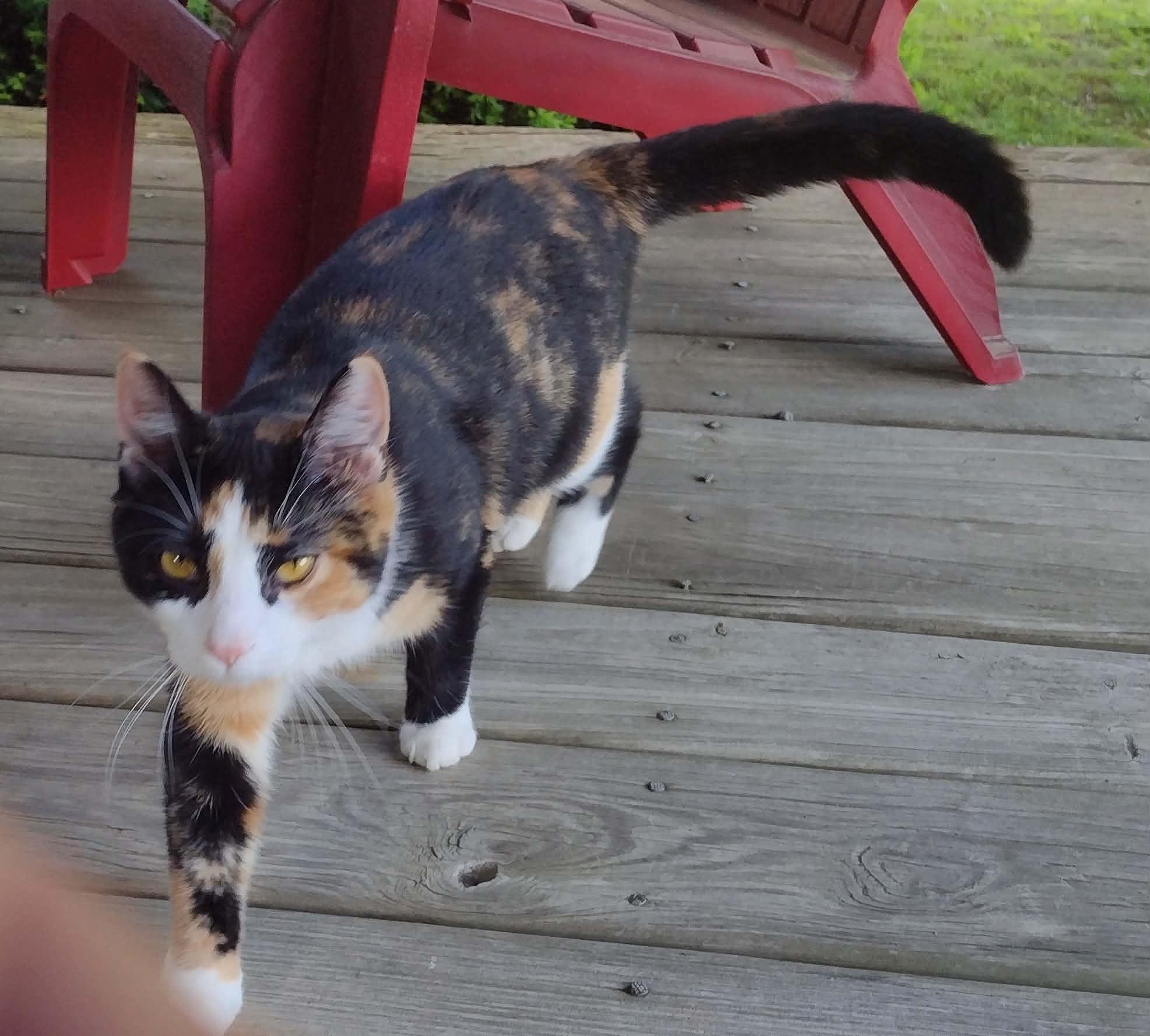 Enlarge Lily, a Adoptable mixed breed in Campbellsville, KY image 3/5