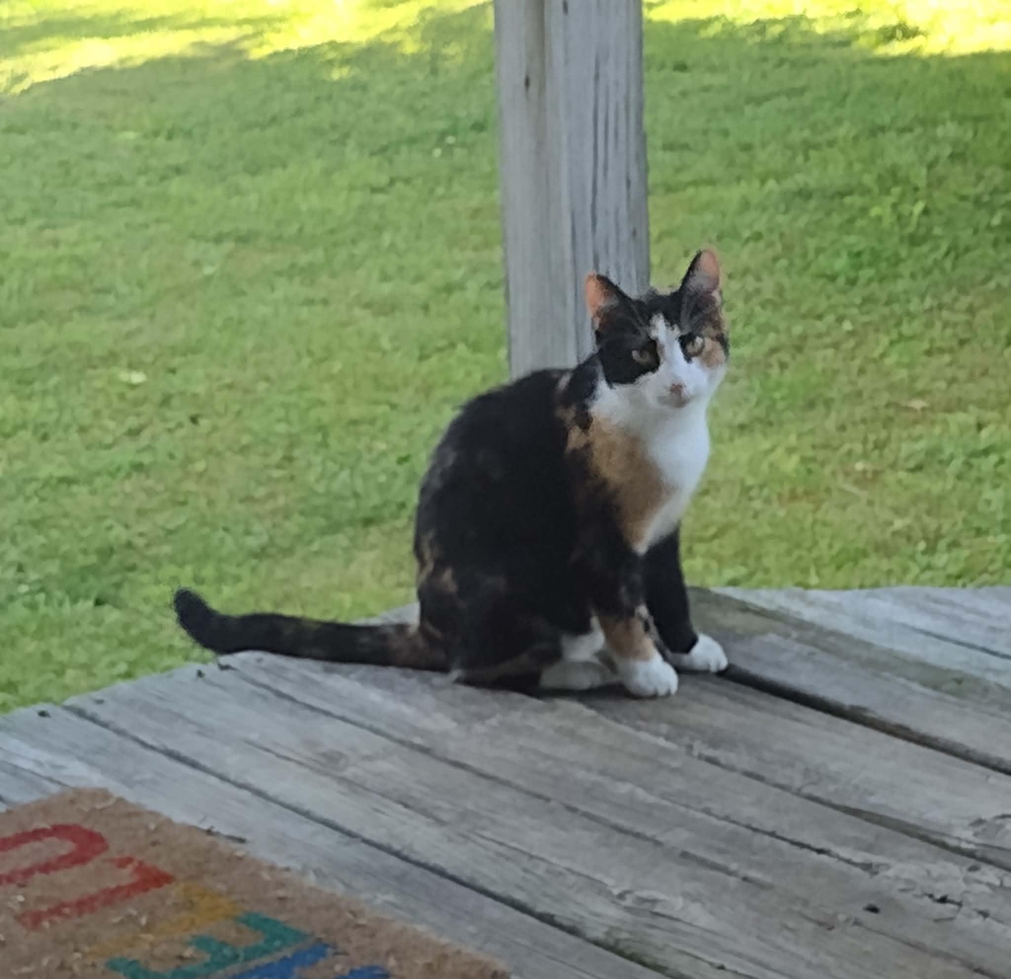 Enlarge Lily, a Adoptable mixed breed in Campbellsville, KY image 4/5