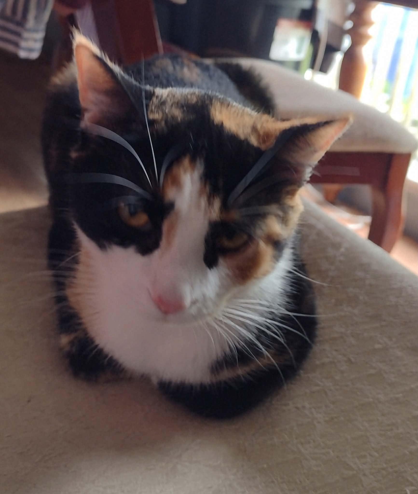 Lily, Adoptable, Young Female Domestic Short Hair & Calico.