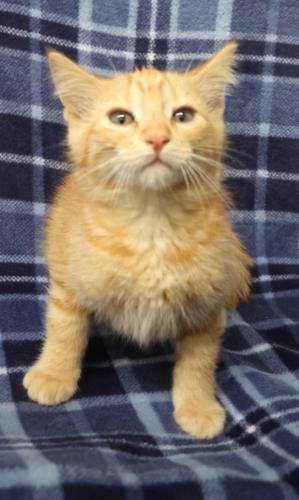 Java, Adoptable, Young Male Domestic Short Hair.