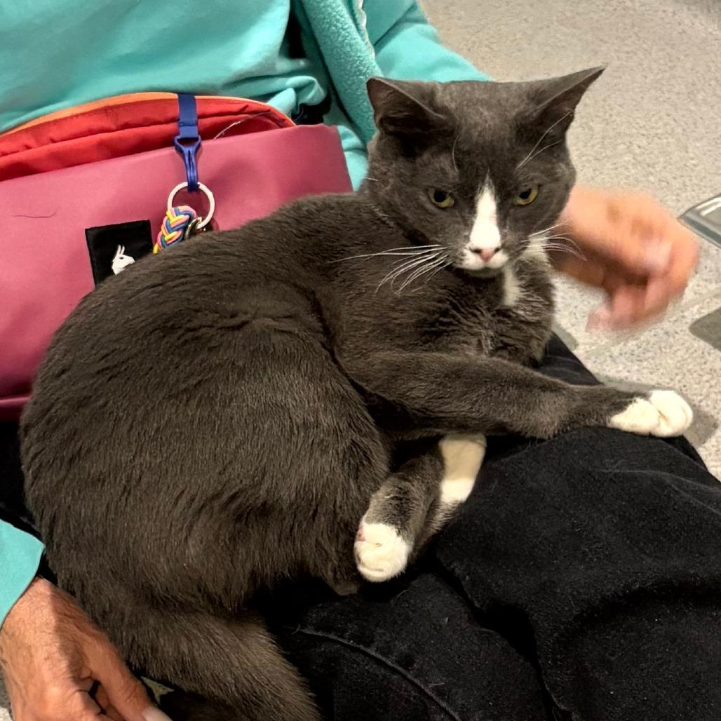 Pigeon, Adoptable, Adult Male Domestic Short Hair.