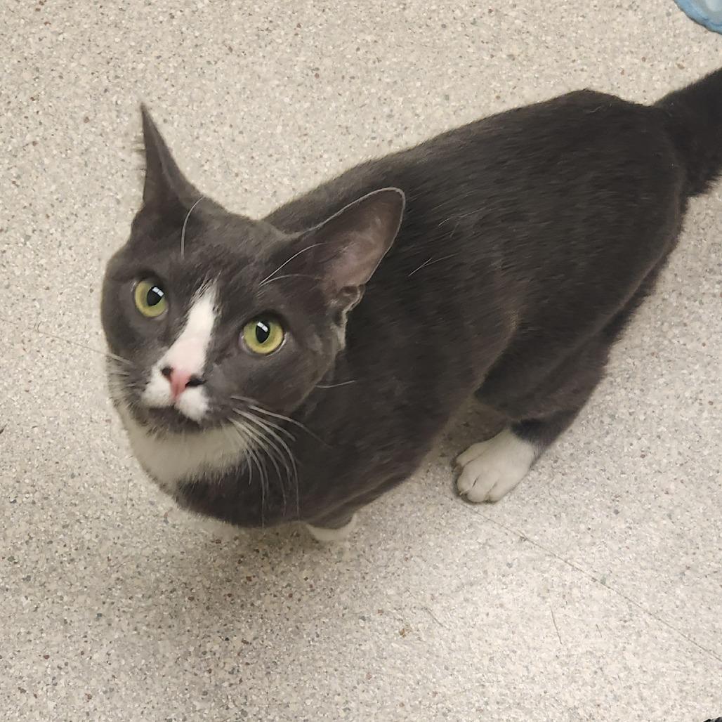 Enlarge Pigeon, a Adoptable Domestic Short Hair in Murray, UT image 2/2