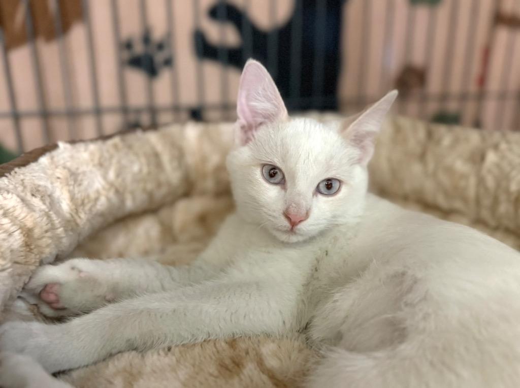 Eggnog, Adopted, Kitten Female Siamese.