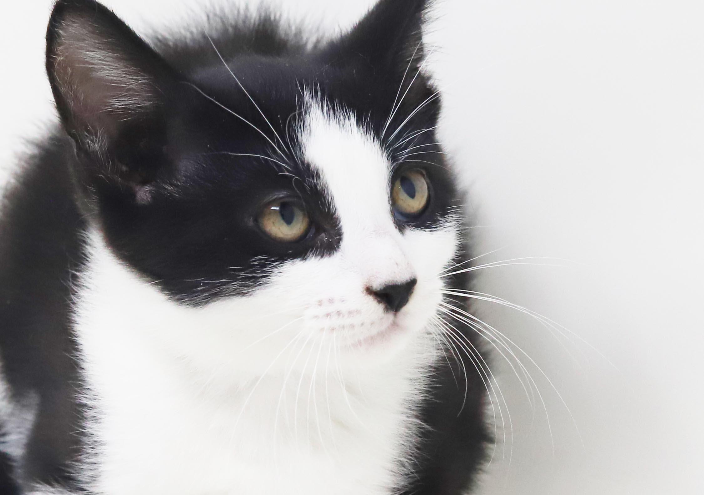 Enlarge Nesta is our ACOTR princess of purrs, a Adoptable mixed breed in Bedford Hills, NY image 3/6