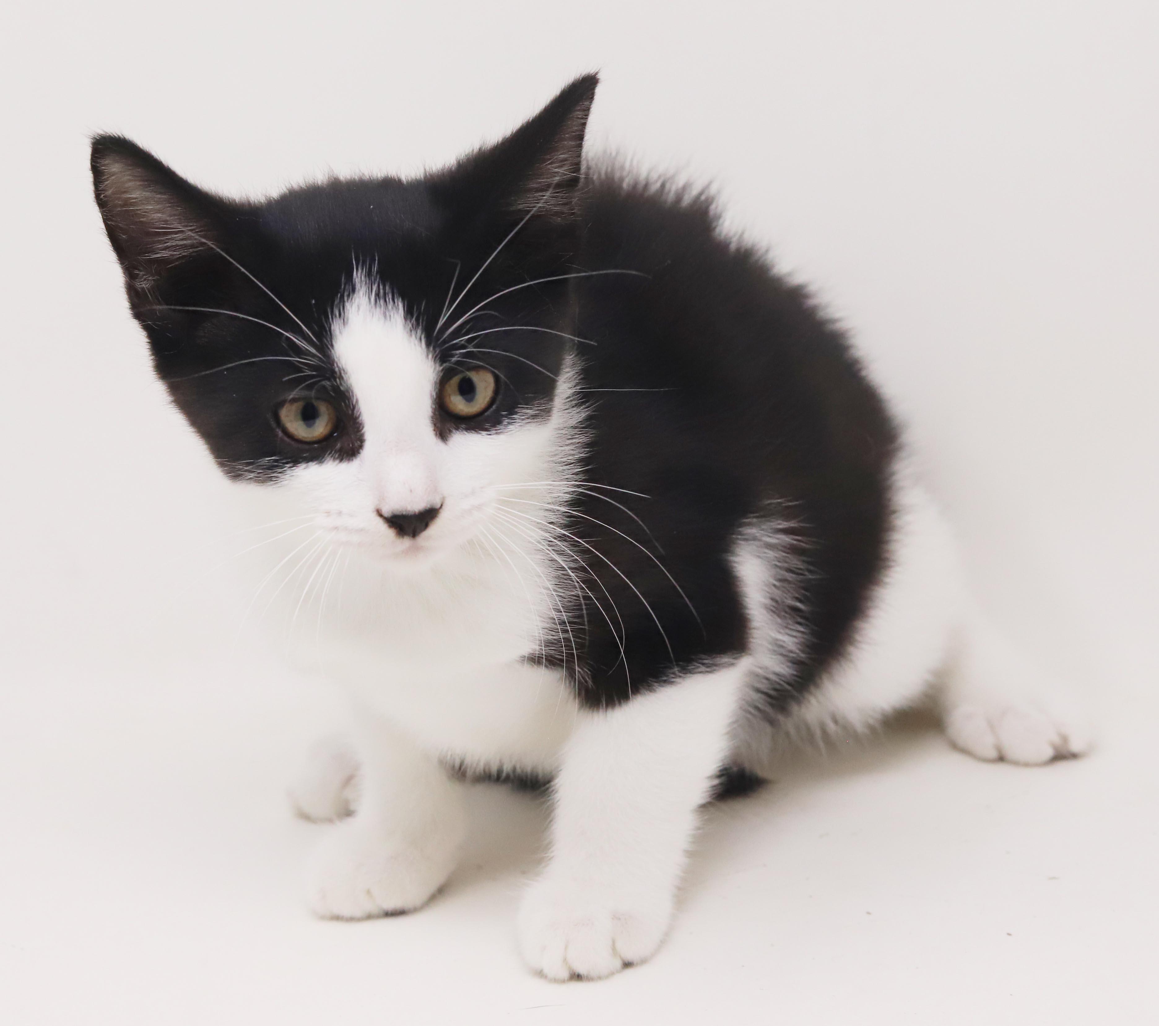 Enlarge Nesta is our ACOTR princess of purrs, a Adoptable mixed breed in Bedford Hills, NY image 5/6