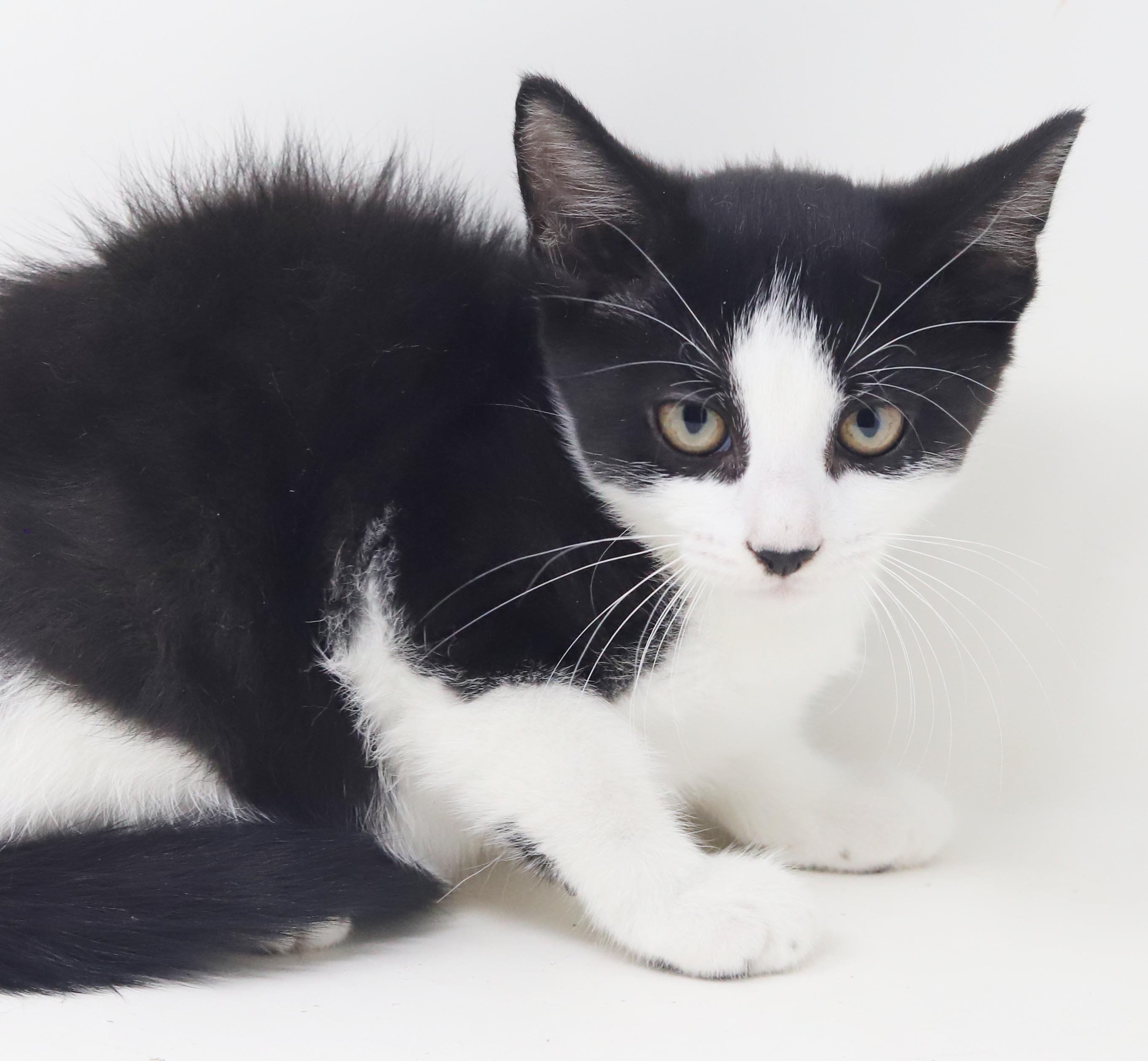 Enlarge Nesta is our ACOTR princess of purrs, a Adoptable mixed breed in Bedford Hills, NY image 2/6