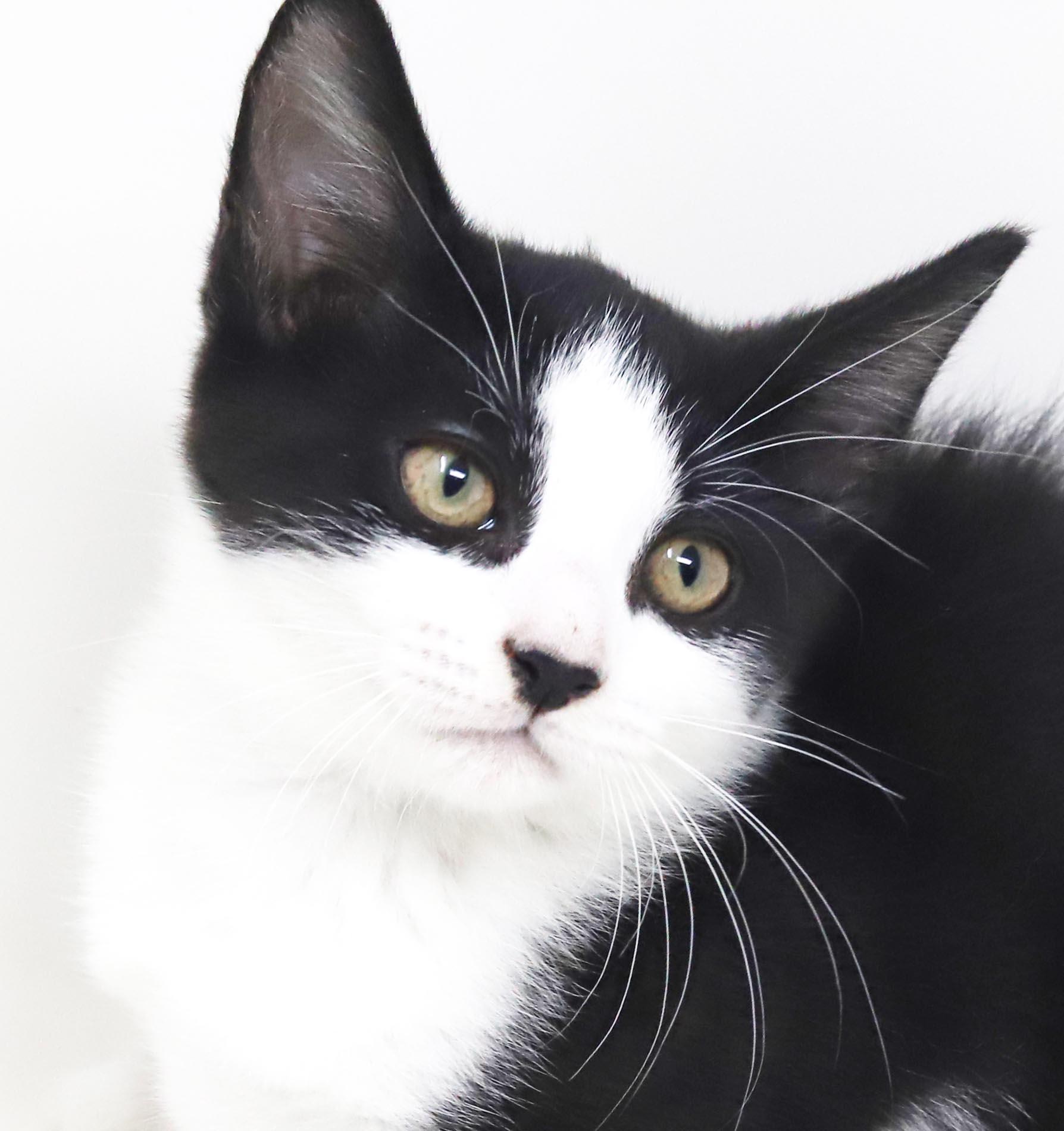 Enlarge Nesta is our ACOTR princess of purrs, a Adoptable mixed breed in Bedford Hills, NY image 6/6