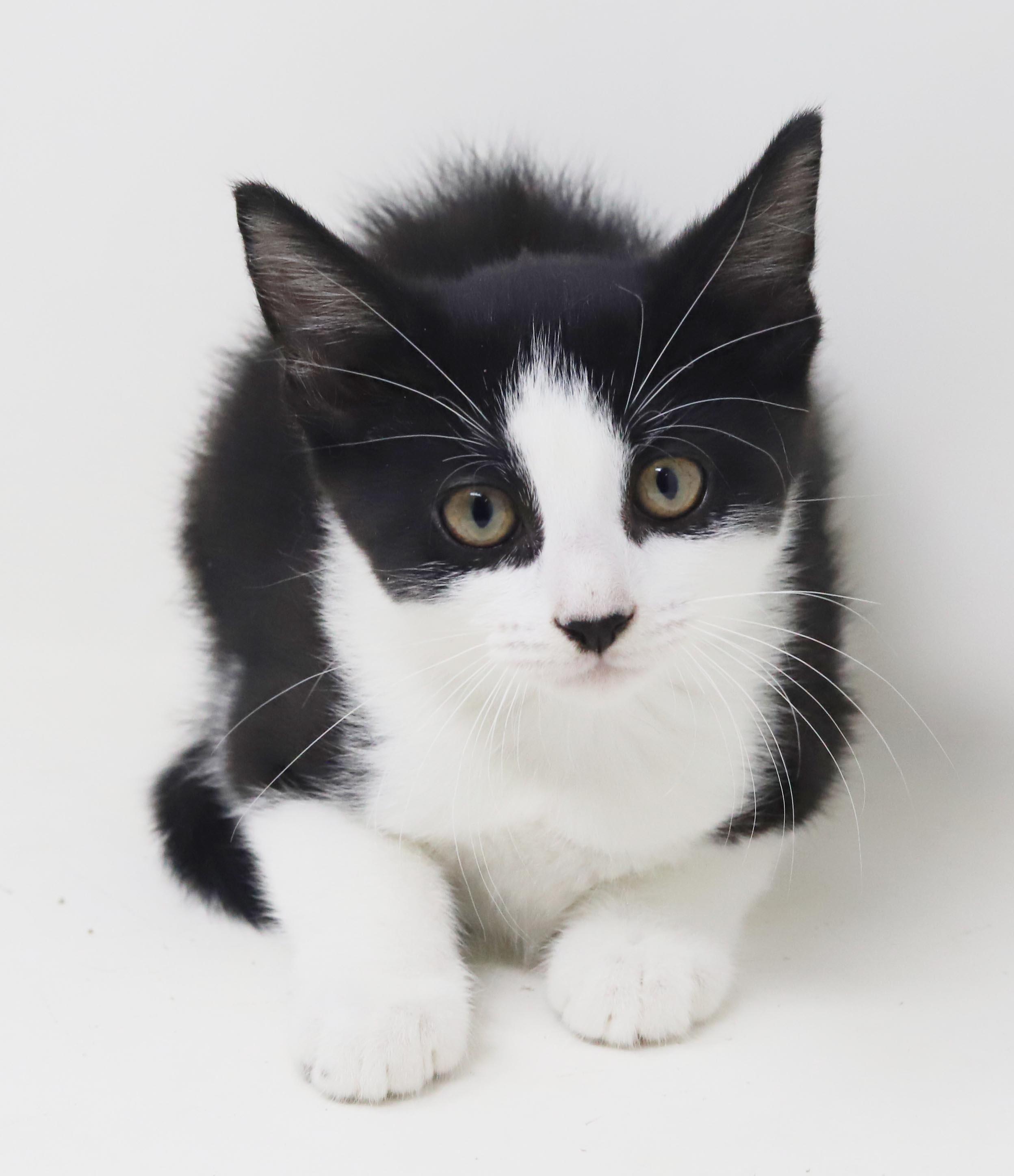 Nesta is our ACOTR princess of purrs, Adoptable, Kitten Female Tuxedo & Maine Coon.