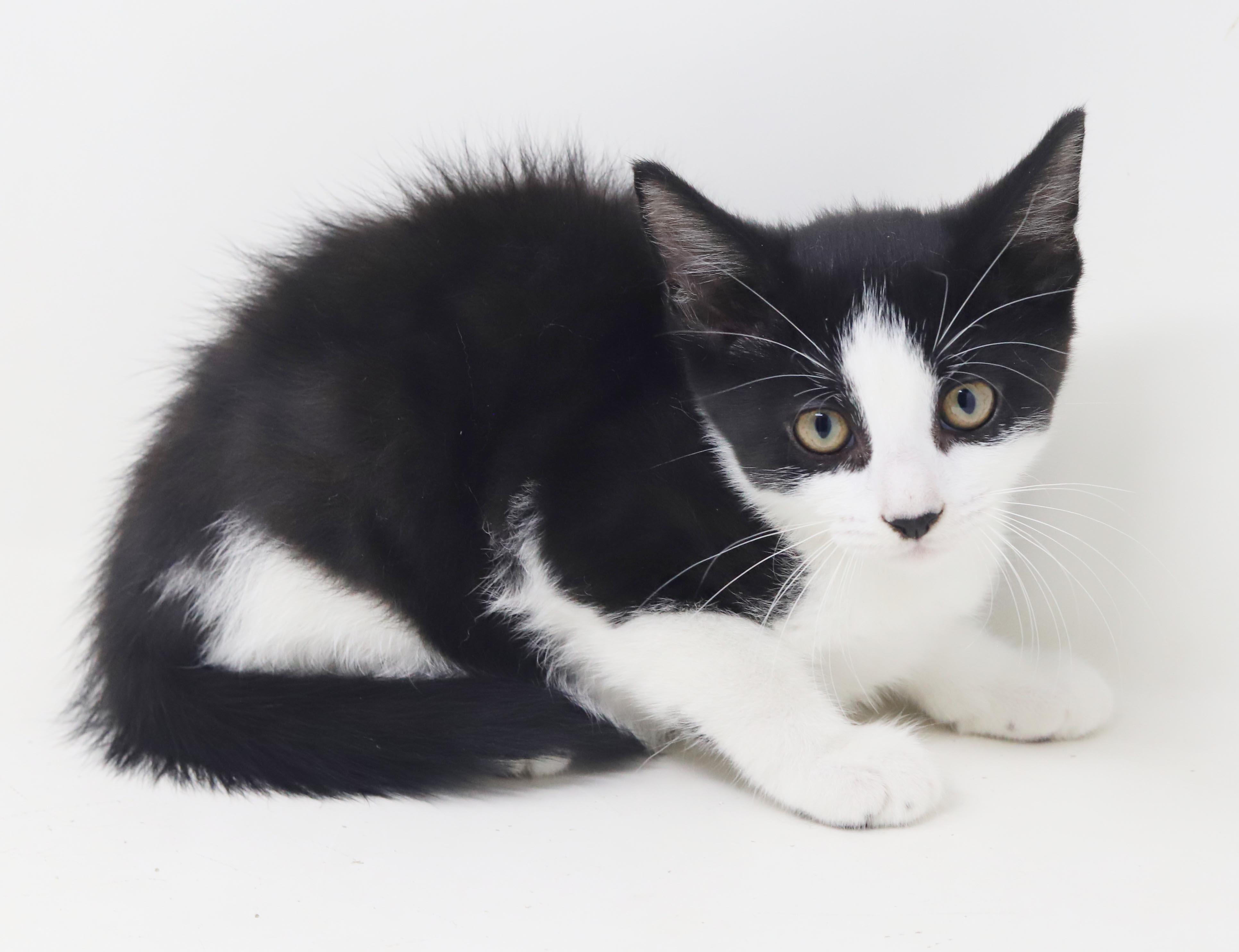 Enlarge Nesta is our ACOTR princess of purrs, a Adoptable mixed breed in Bedford Hills, NY image 4/6