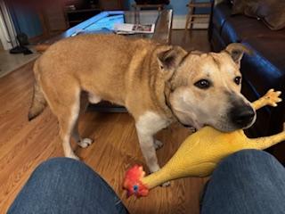 Rex, an adopted mixed breed in Manhasset, NY image 2/6