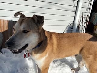 Rex, an adopted mixed breed in Manhasset, NY image 4/6
