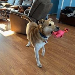 Rex, an adopted mixed breed in Manhasset, NY image 1/6