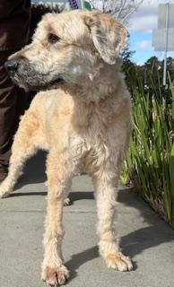 Enlarge Sandy, a Adoptable Bouvier des Flandres in Davis, CA image 1/4