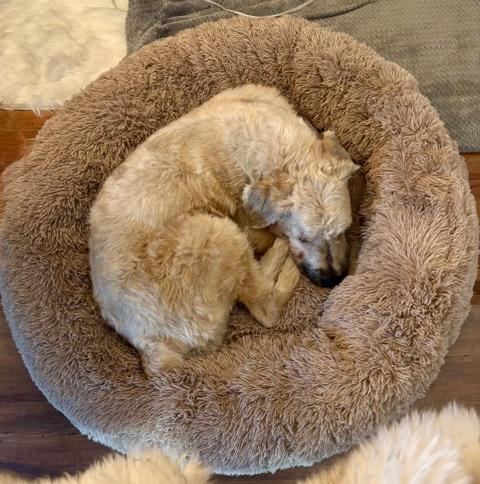 Enlarge Sandy, a Adoptable Bouvier des Flandres in Davis, CA image 2/4