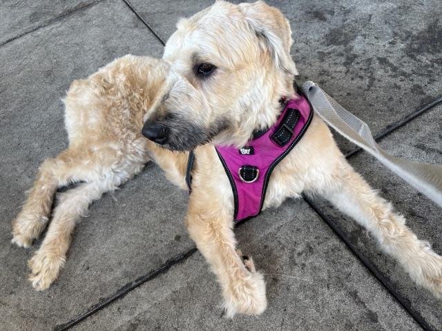 Enlarge Sandy, a Adoptable Bouvier des Flandres in Davis, CA image 3/4