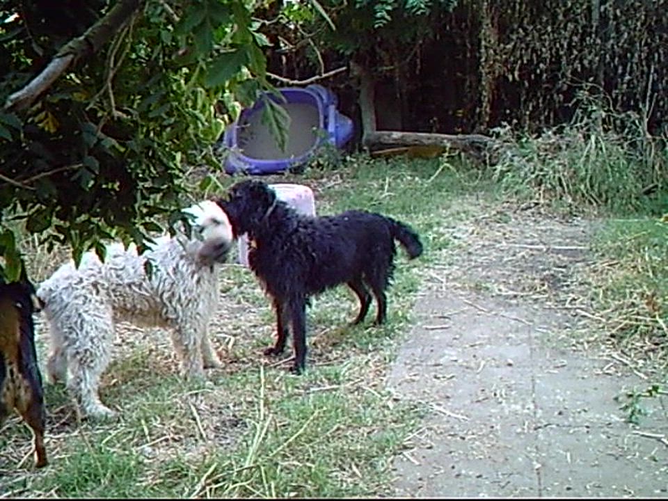 Enlarge Sandy, a Adoptable Bouvier des Flandres in Davis, CA video 4/4