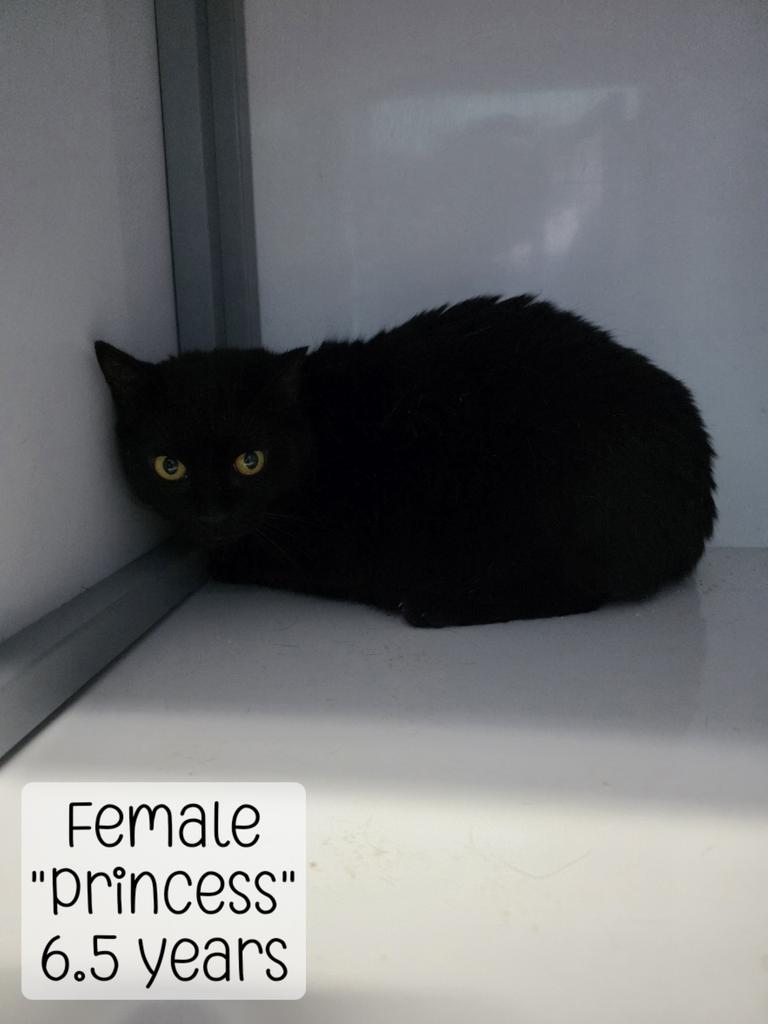 Princess, Adoptable, Adult Female Domestic Short Hair.