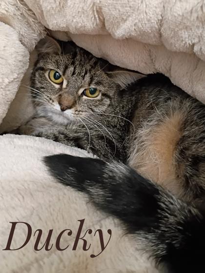 Enlarge Ducky, a Adoptable Domestic Short Hair in Rhinelander, WI image 1/4