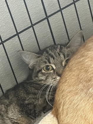 Enlarge Ducky, a Adoptable Domestic Short Hair in Rhinelander, WI image 2/4