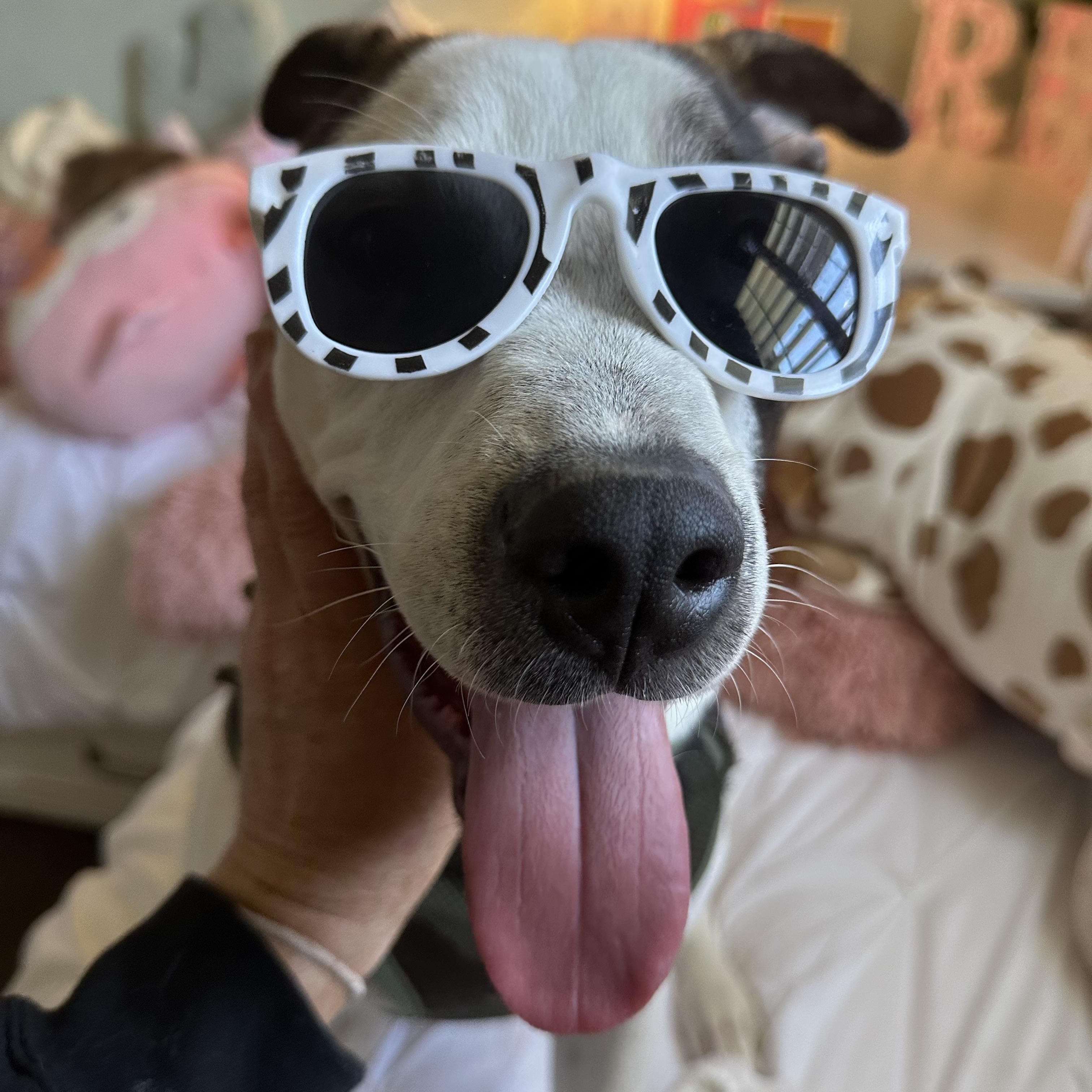 Enlarge Rolly, a Adoptable Mixed Breed in Celina, TX image 4/6