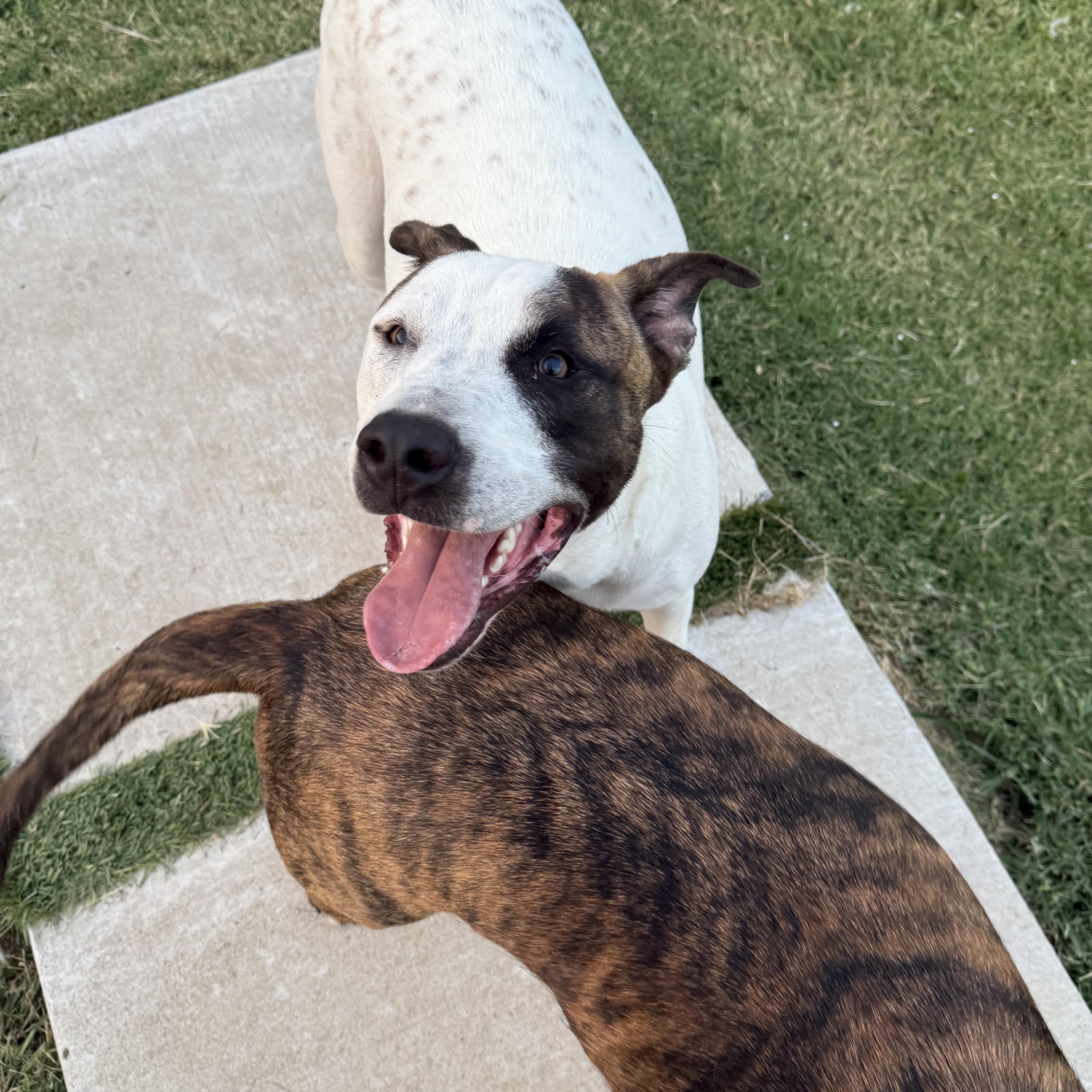 Enlarge Rolly, a Adoptable Mixed Breed in Celina, TX image 6/6