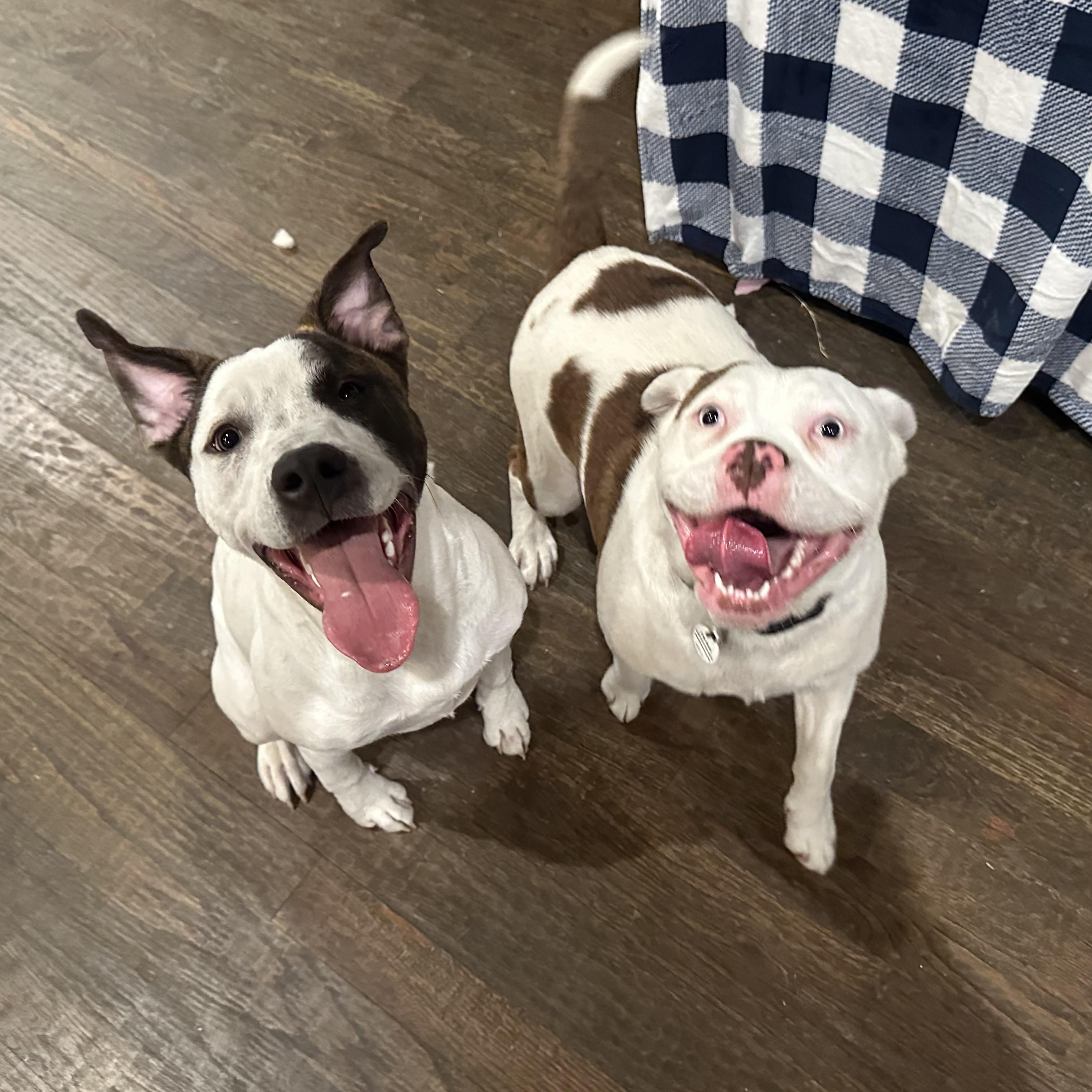 Enlarge Rolly, a Adoptable Mixed Breed in Celina, TX image 2/6