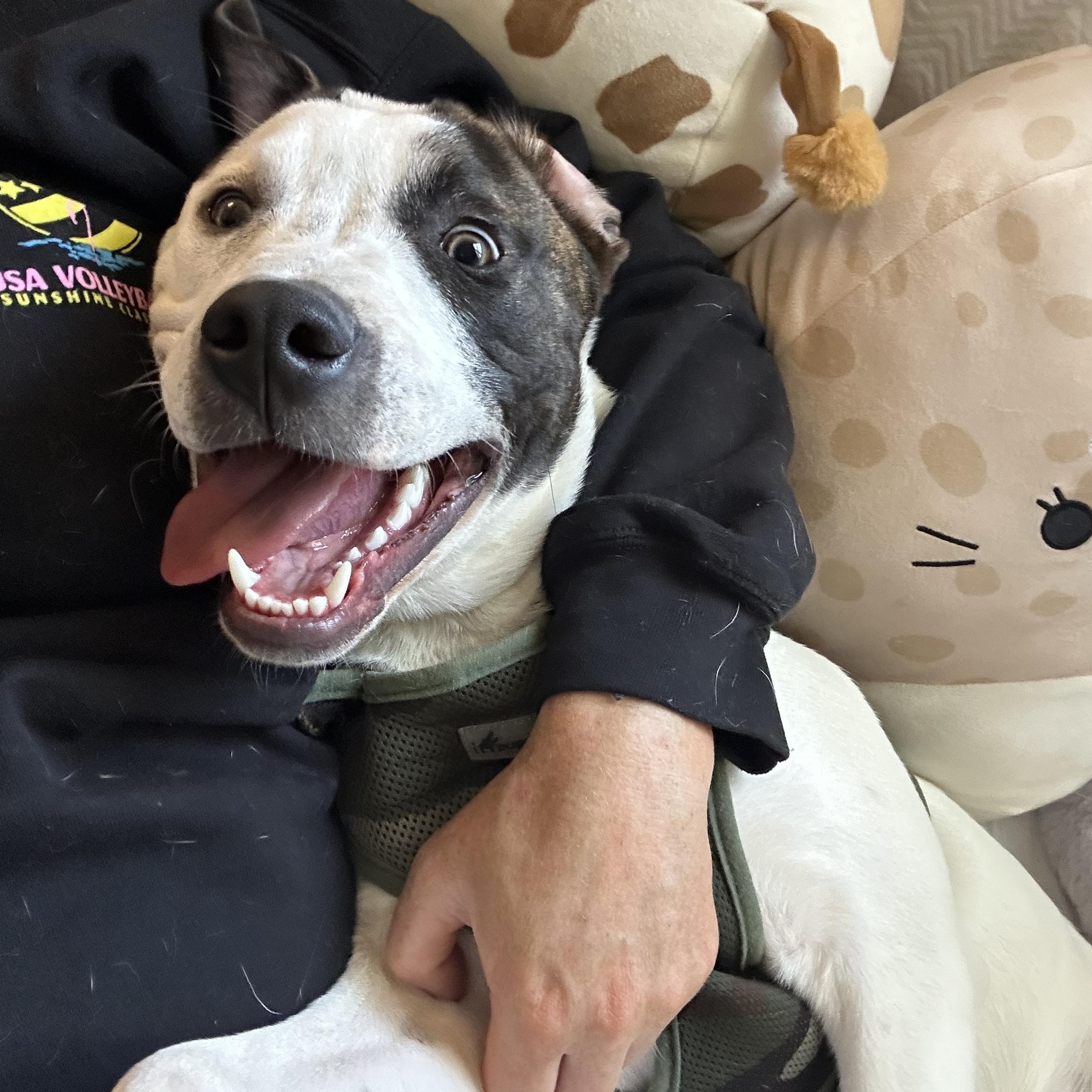 Enlarge Rolly, a Adoptable Mixed Breed in Celina, TX image 3/6