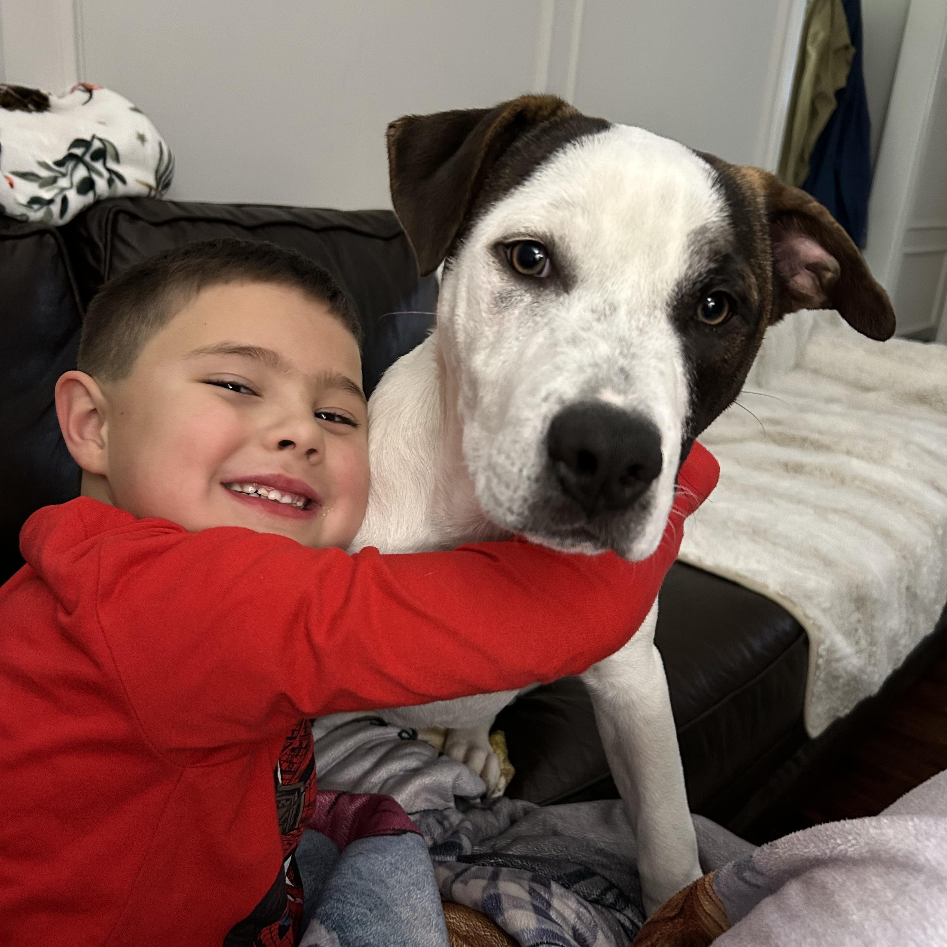 Enlarge Rolly, a Adoptable Mixed Breed in Celina, TX image 5/6