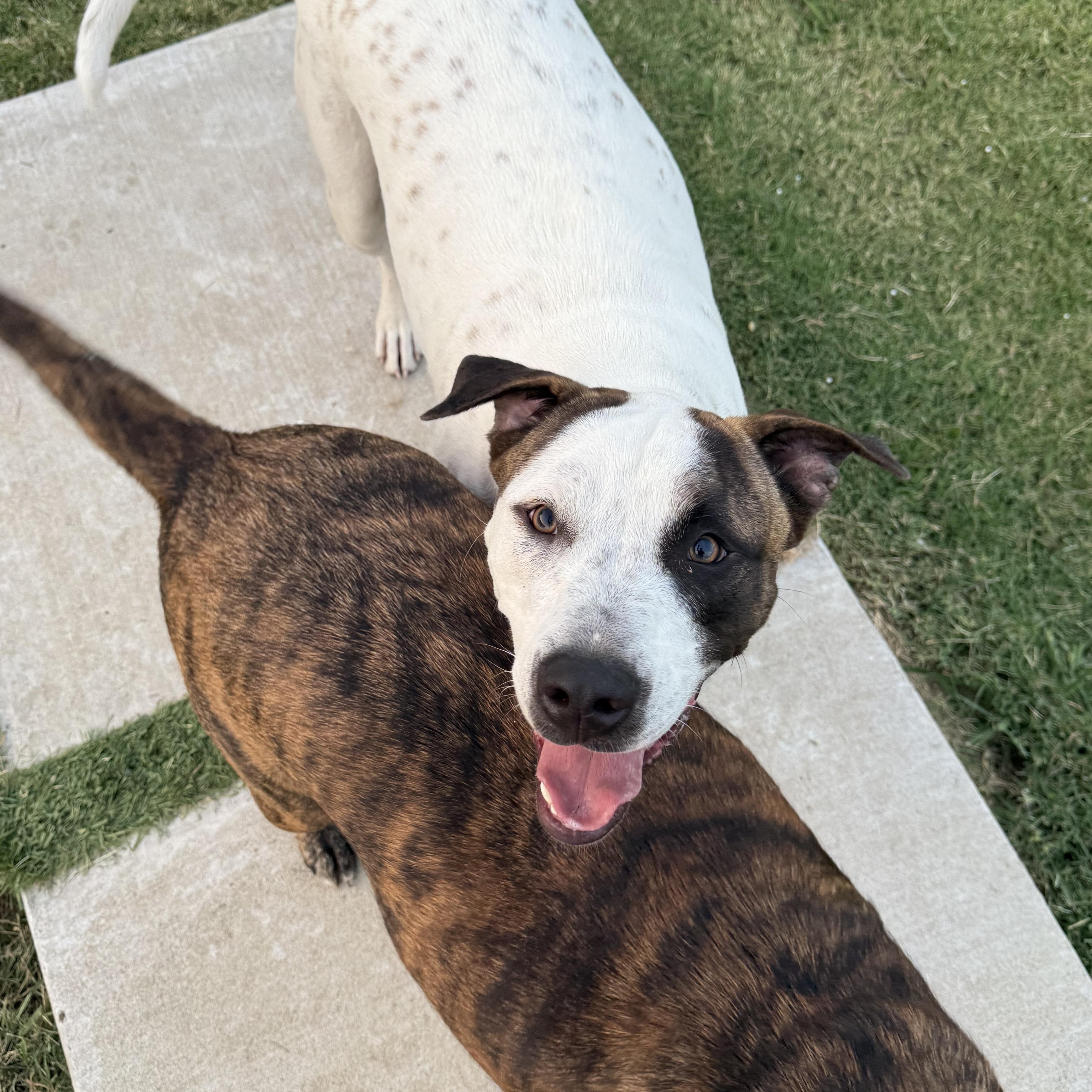 Rolly, Adoptable, Puppy Male Mixed Breed.