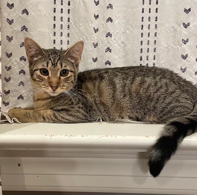 Frankie (LE), a Adoptable Domestic Short Hair in Little Falls, NJ image 1/3