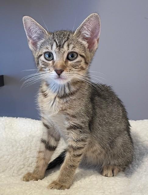 Frankie (LE), a Adoptable Domestic Short Hair in Little Falls, NJ image 3/3