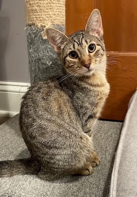 Frankie (LE), Adoptable, Kitten Female Domestic Short Hair.