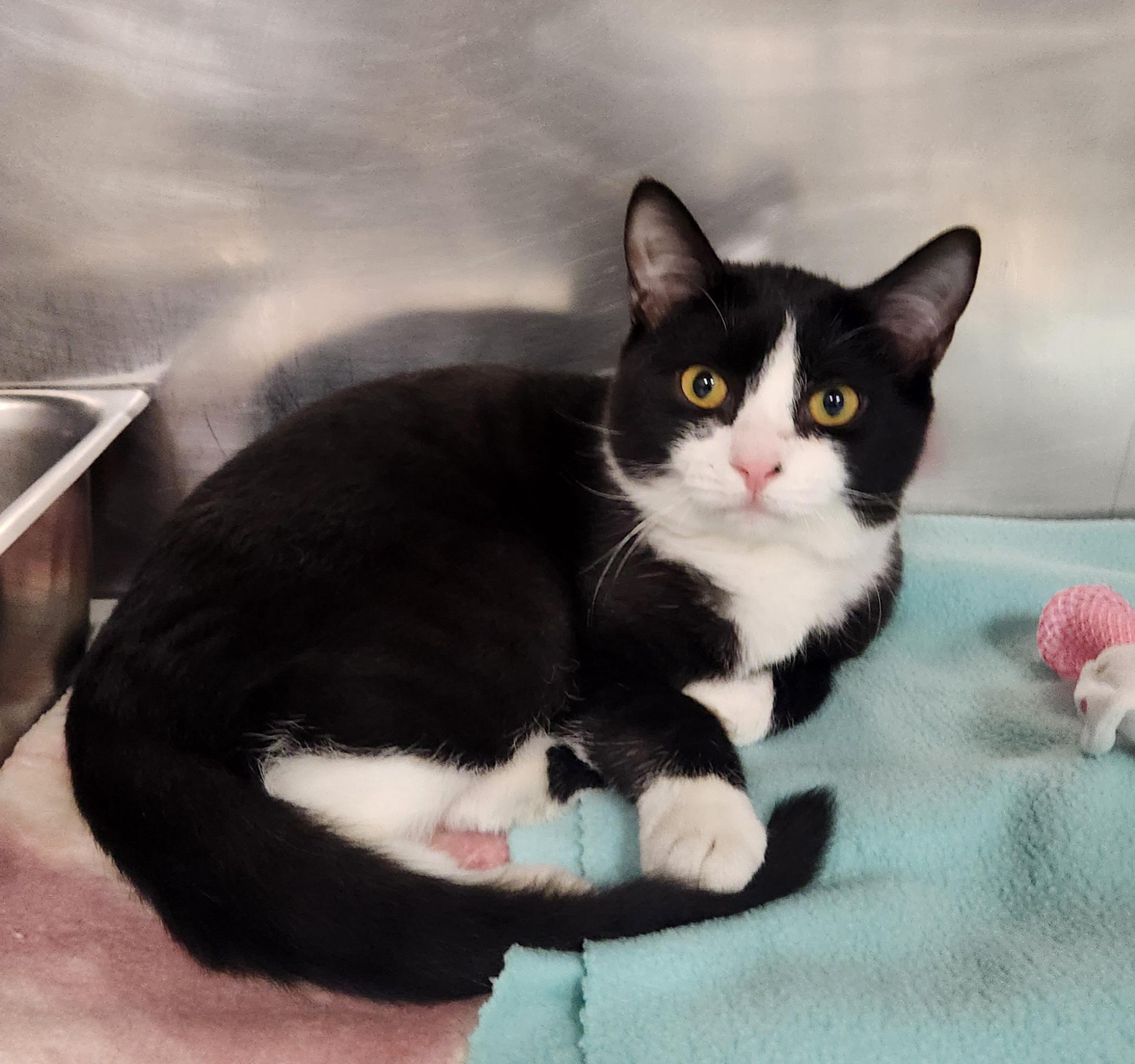 Photo of Baby Male Domestic Short Hair Black & White / Tuxedo