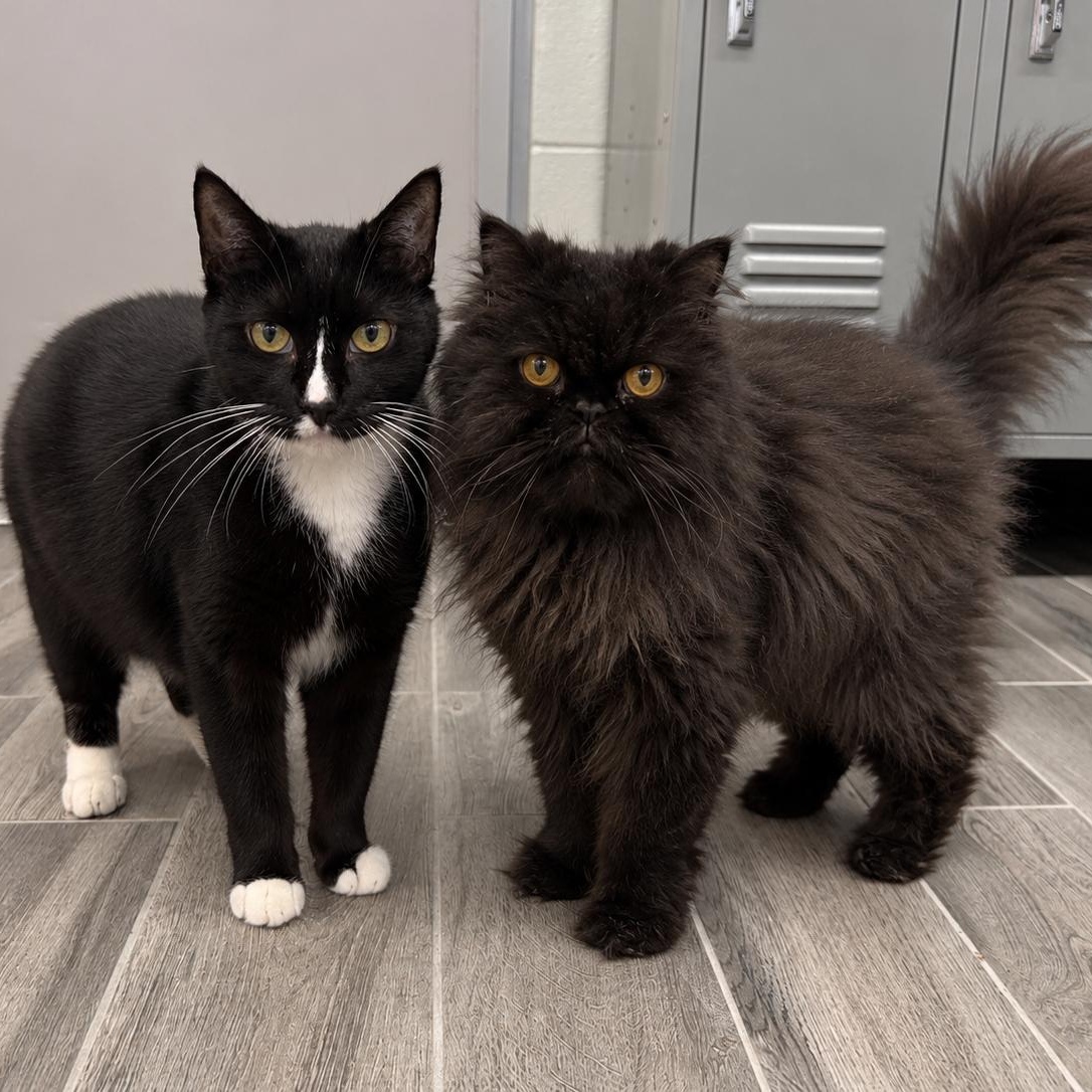 Enlarge Smokey, a Adoptable Persian in Charlestown, RI image 6/6