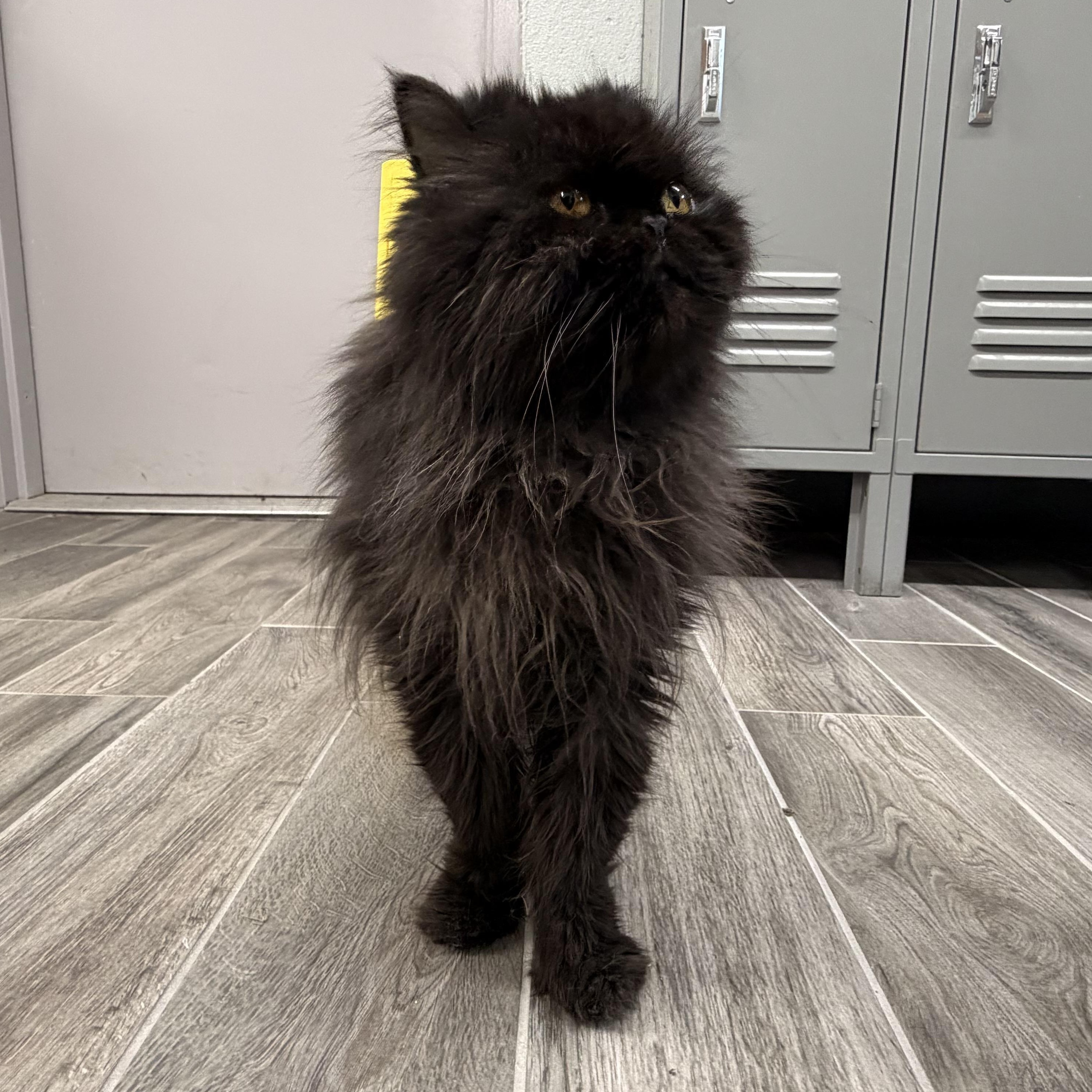 Enlarge Smokey, a Adoptable Persian in Charlestown, RI image 4/6