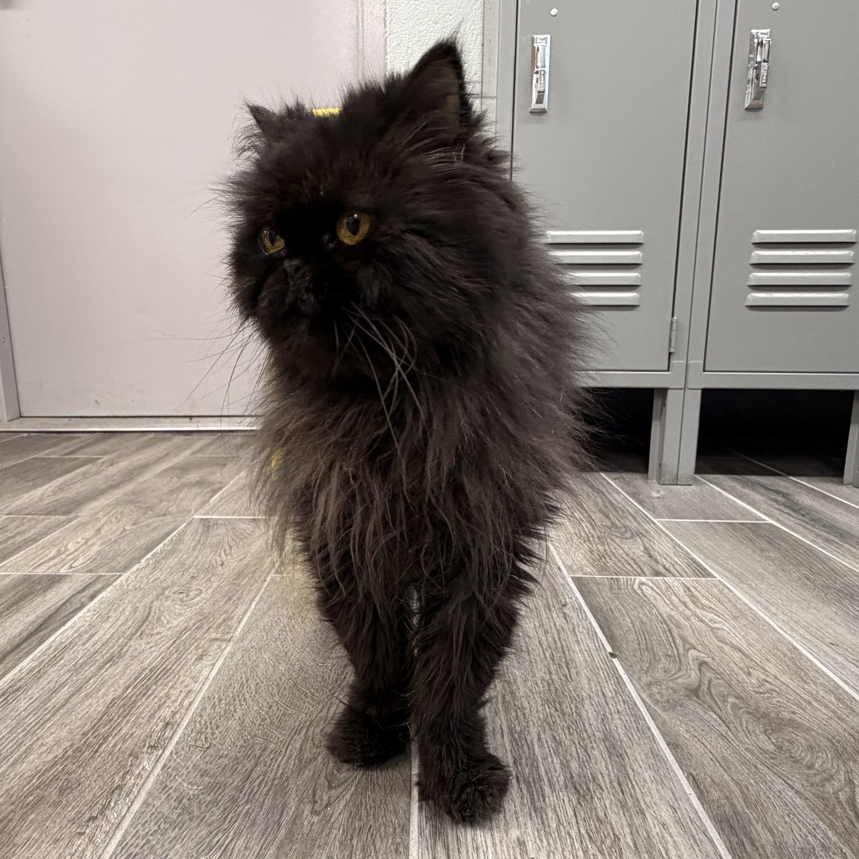 Enlarge Smokey, a Adoptable Persian in Charlestown, RI image 5/6