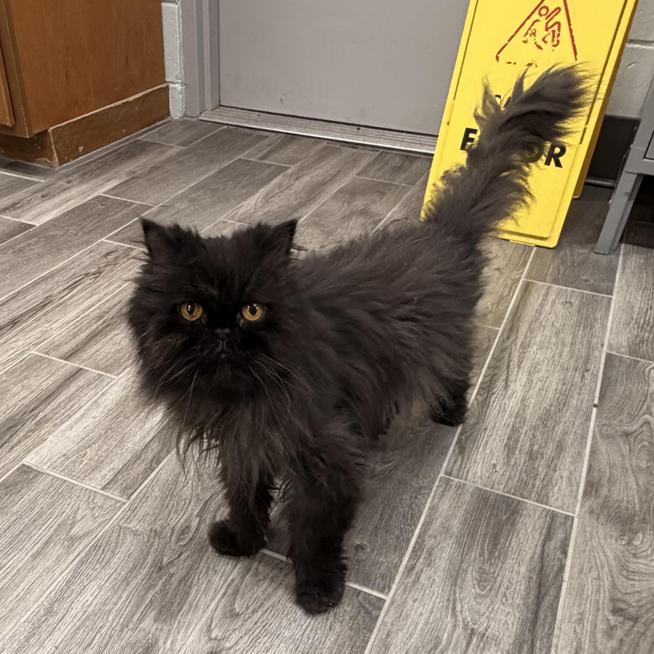 Smokey, Adoptable, Senior Male Persian.