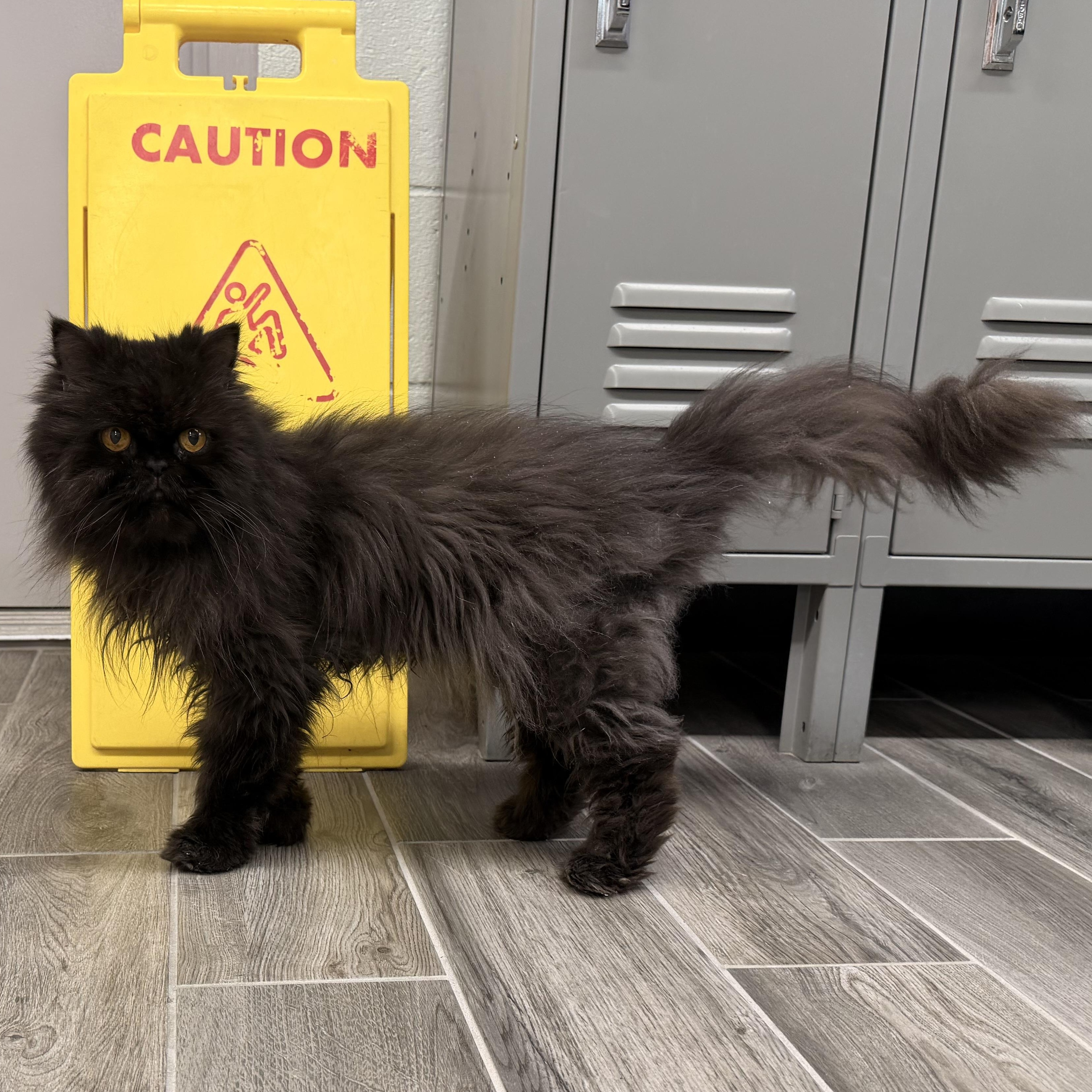 Enlarge Smokey, a Adoptable Persian in Charlestown, RI image 3/6